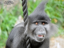 monkey-photograph-by-kathy-mackenzie