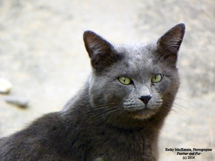 blue-russian-cat-photograph
