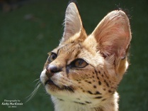 serval-cat-photograph-by-feather-and-fur