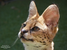 serval-cat-photograph-by-feather-and-fur