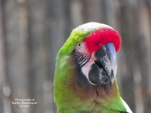green-macaw-photo-by-feather-and-fur