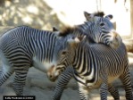 Grevy's zebras at play