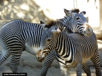 Grevy's zebras at play