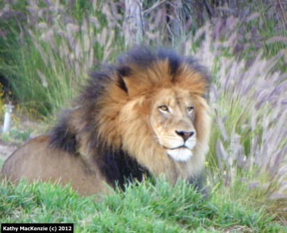 Endangered Lion